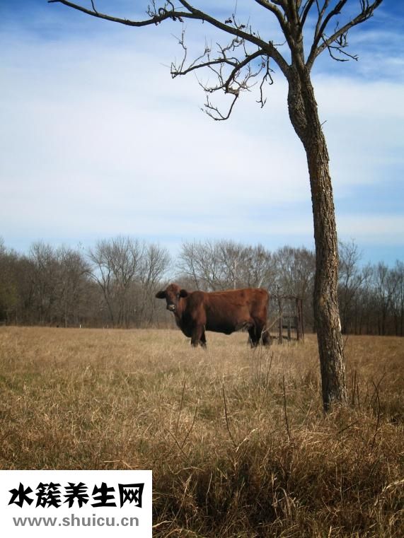 牛肉怎么煮不縮水