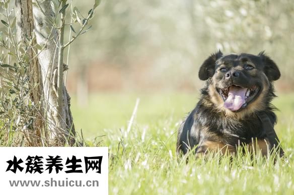 狗狗怕打針怎么辦