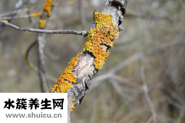 腳指甲蓋掀了怎么辦