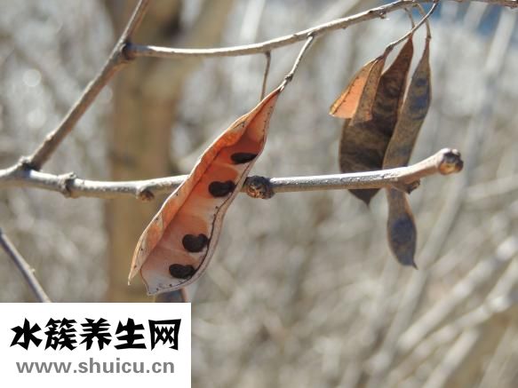 怎么用微波爐烤腰果