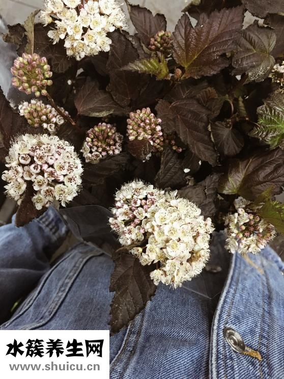 平然是怎么解釋