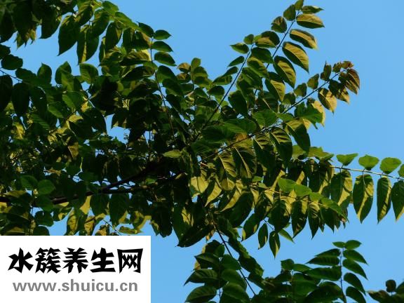 怎么防止臭椿象