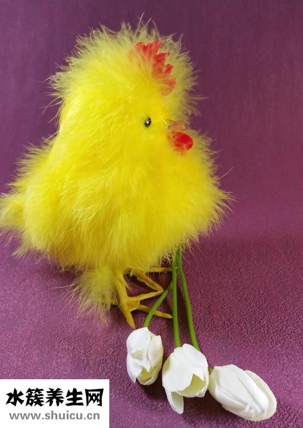 小雞長大了怎么辦