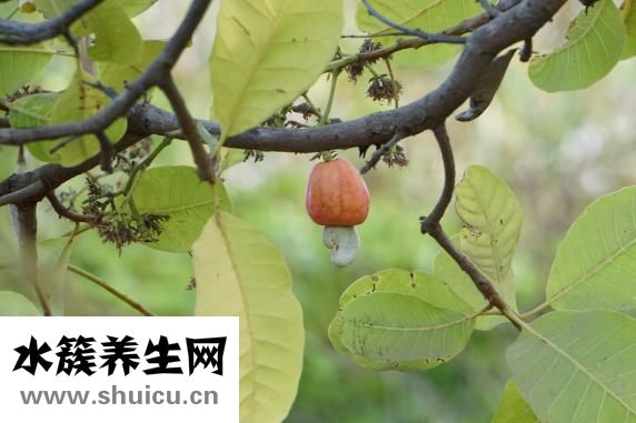 怎么用微波爐烤腰果