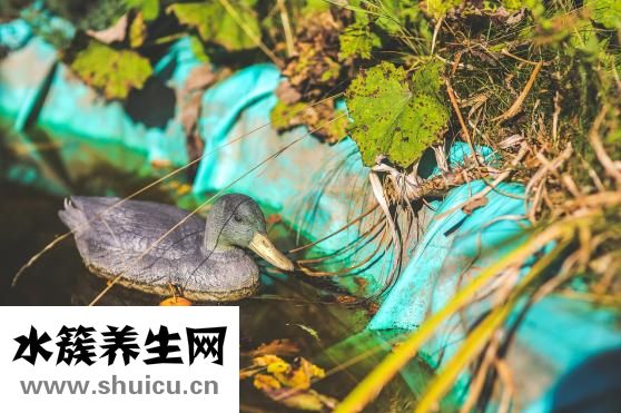 怎么認老鴨的年齡