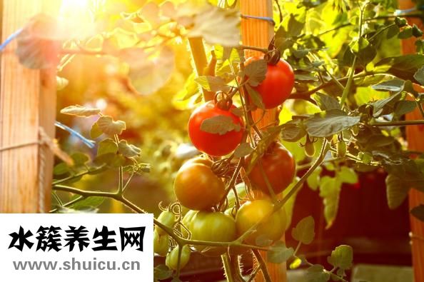 蕃茄莖稈細怎么辦