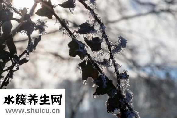 草莓怎么放冰箱