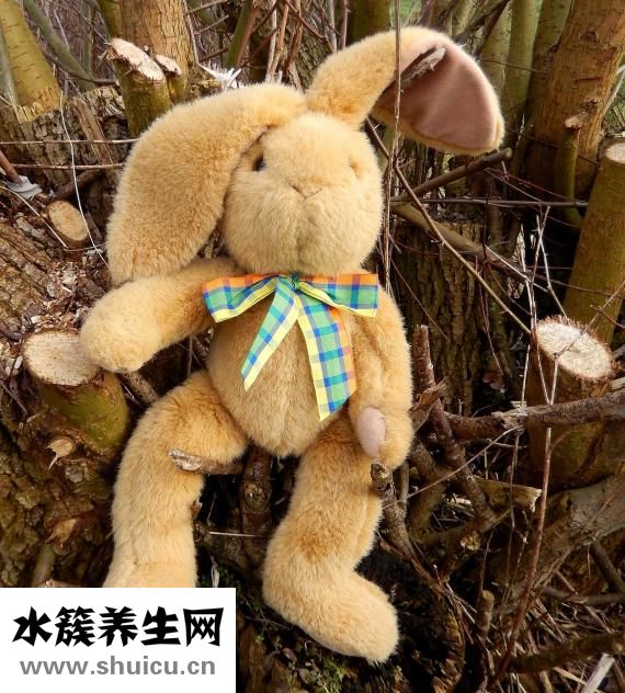 狗不吃飯怎么辦