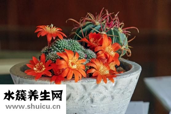 眼皮上肉多怎么辦