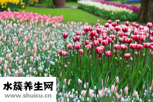 懷孕母羊發燒怎么辦