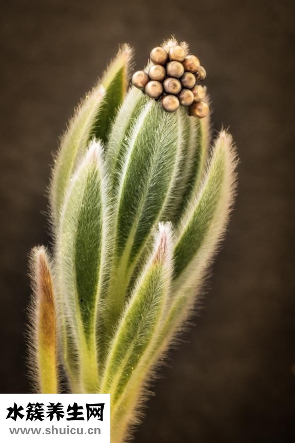 用雞蛋怎么做清肺散