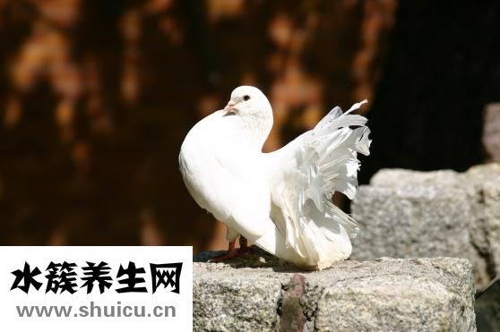 在鳥市怎么挑選鴿子