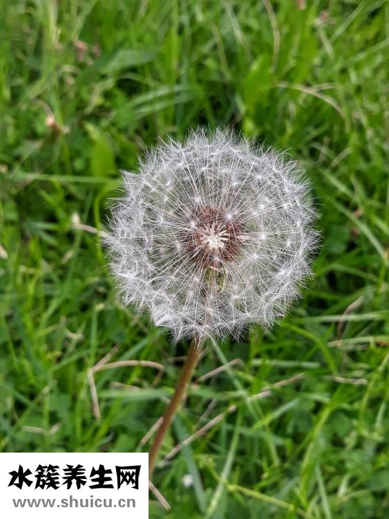 蒲公英花怎么吃