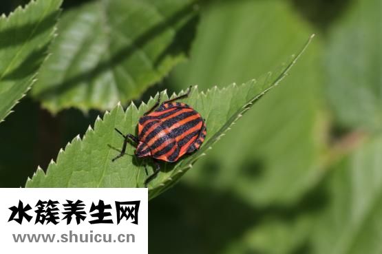 換狗糧拉稀怎么辦