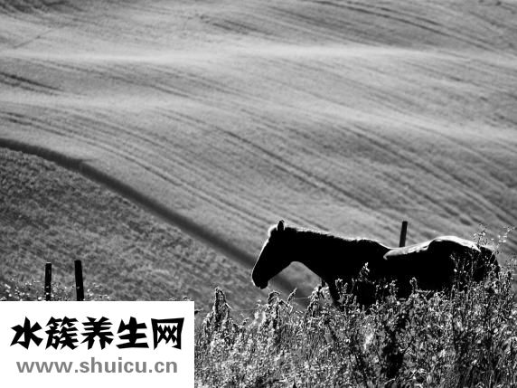 標準府臥撐怎么做