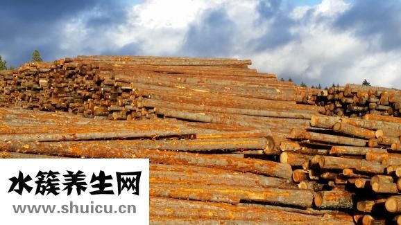 笨狗反腸子怎么辦