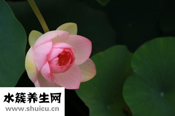 荷葉干怎么做菜