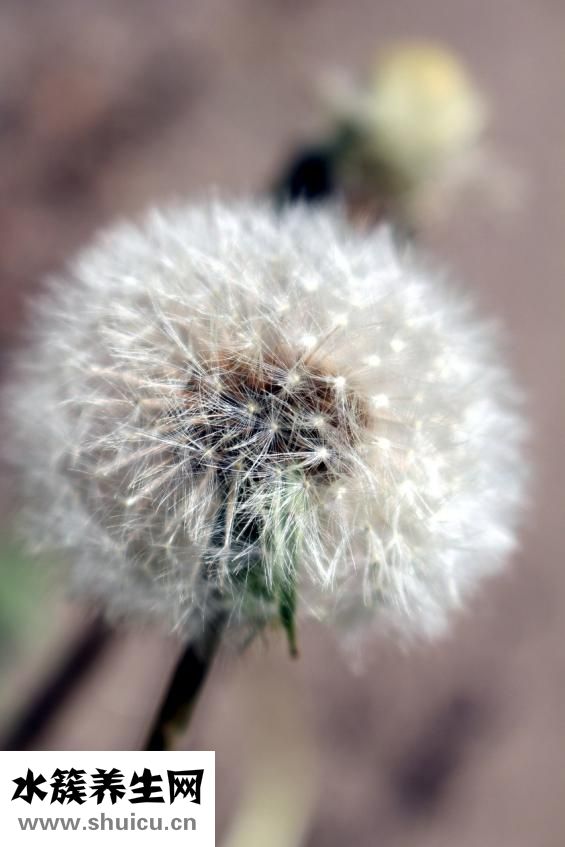 蒲公英花怎么吃