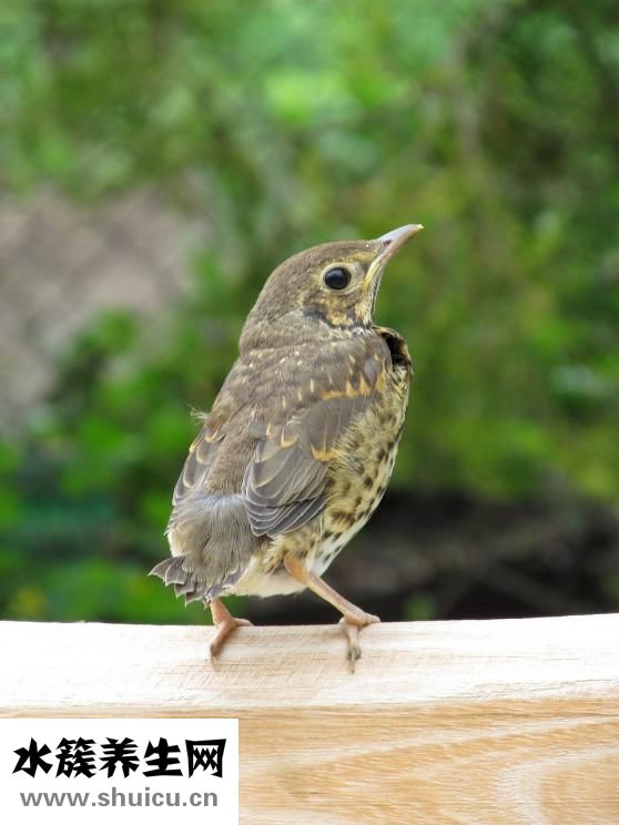 怎么辨別鵝口瘡
