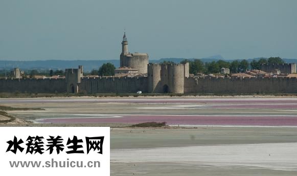 西柚苦的怎么處理