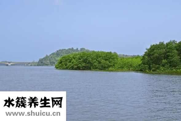 羊上火怎么治療法