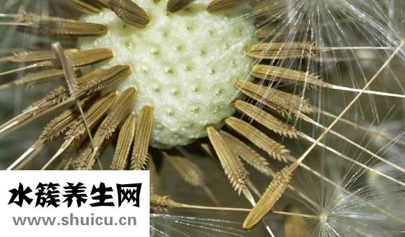 野山參種子怎么種