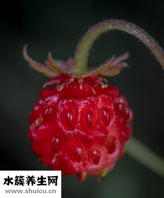 小腳指甲怎么長(zhǎng)沒(méi)了