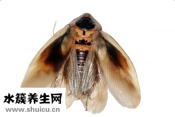 蟑螂踩死后怎么辦