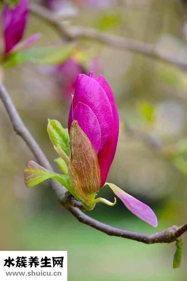 玉蘭花精油怎么制作