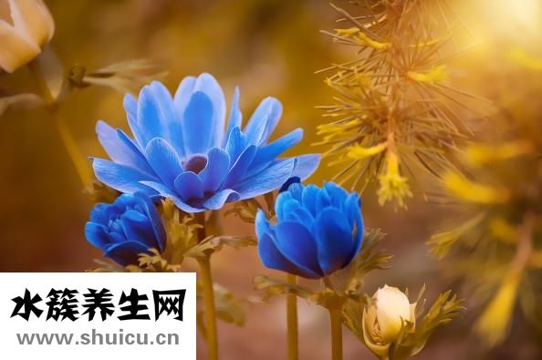 血液粘稠怎么預(yù)防