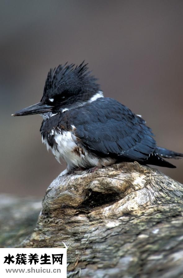 怎么調(diào)節(jié)半夜自然醒