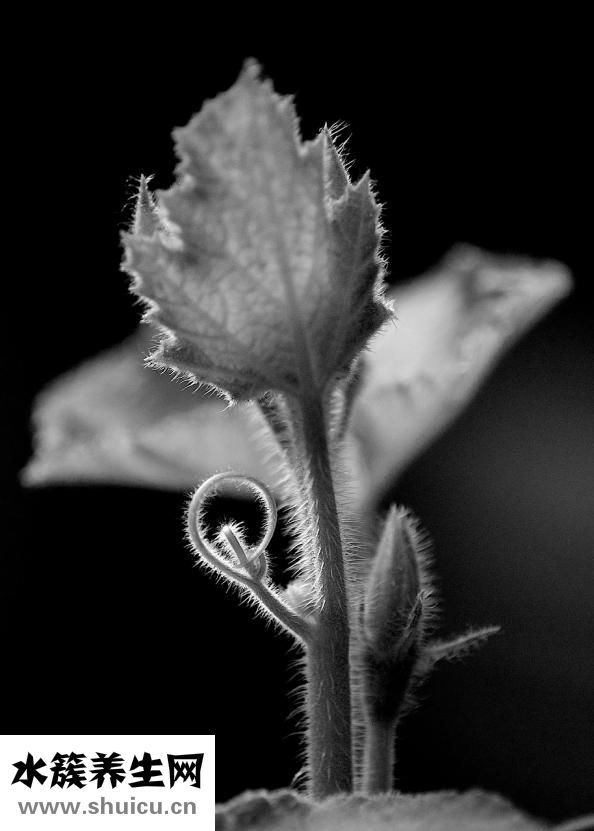 紅薯葉和莖怎么吃