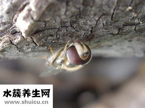 蟑螂踩死后怎么辦