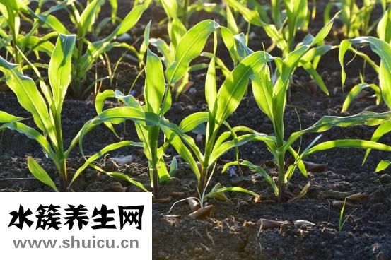 灰指甲怎么去除