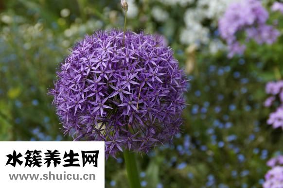 紅薯泥怎么保存