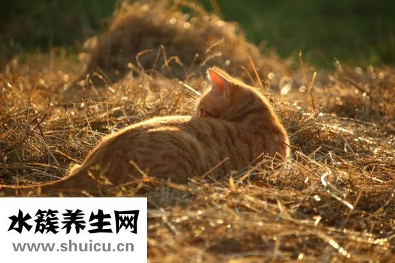 手背上長斑怎么回事