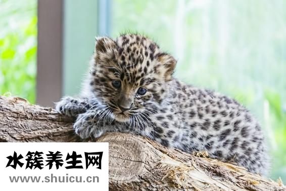 遇到豹子怎么辦