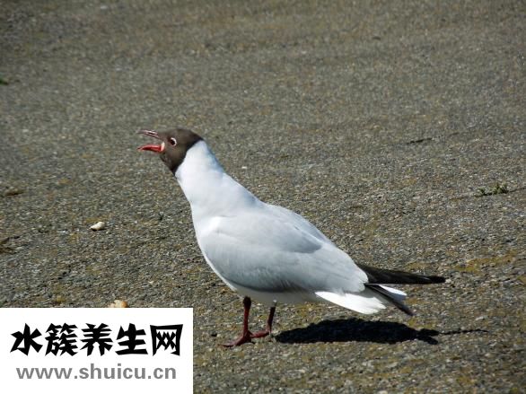 公豬怎么交配才剌激