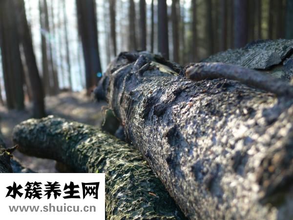 鼻子肉多不高怎么辦