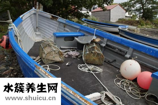 魚生不出來怎么辦