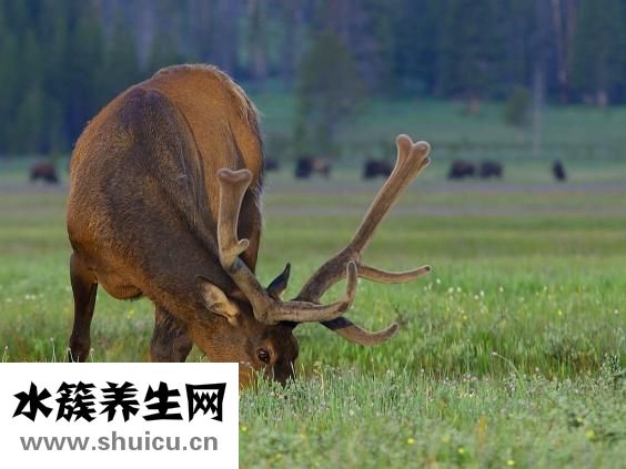 鹿茸毛怎么去除