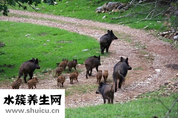 公豬怎么交配才剌激