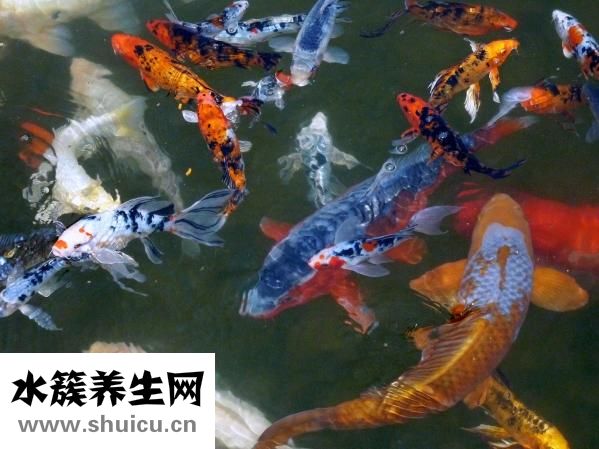 錦鯉肚子大怎么回事