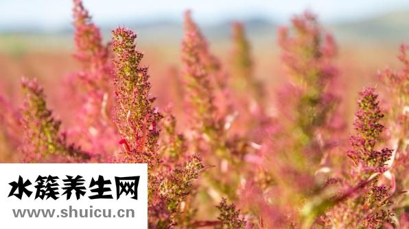 野菜煮湯怎么做