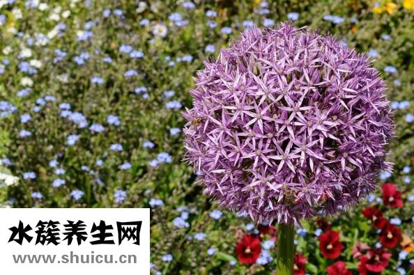 鐵皮石斛怎么采收