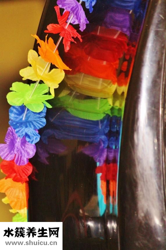 鐵皮石斛怎么采收