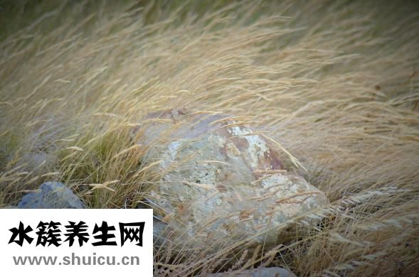 野菜煮湯怎么做