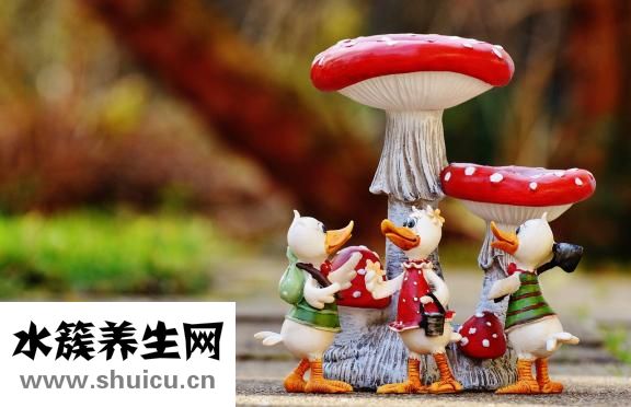 冬天白糖怎么給蜂吃