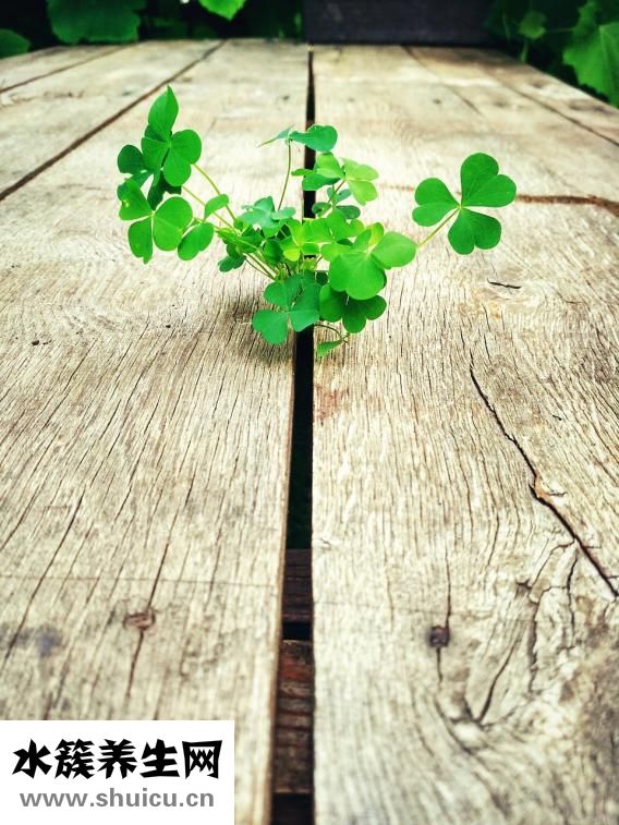 產(chǎn)后想喝雞湯怎么做