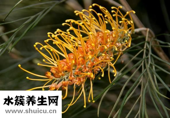 冬天白糖怎么給蜂吃